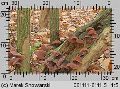 Auricularia auricula-judae (uszak bzowy)