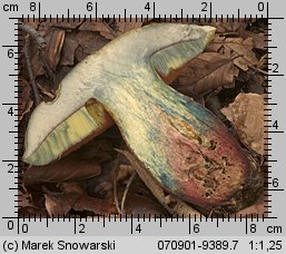 Suillellus luridus (modroborowik ponury)