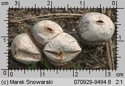 Tulostoma fimbriatum (berłóweczka frędzelkowana)