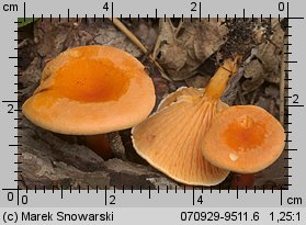 Hygrophoropsis aurantiaca (lisÃ³wka pomaraÅ„czowa)