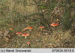 Amanita muscaria (muchomor czerwony)