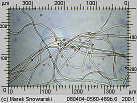 Tulostoma fimbriatum (berłóweczka frędzelkowana)