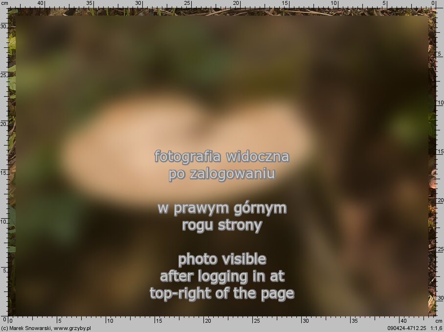 Polyporus squamosus (żagiew łuskowata)