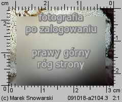 Grifola frondosa (żagwica listkowata)