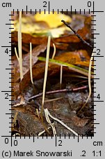 Macrotyphula juncea (buławka sitowata)
