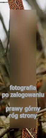 Nectria cinnabarina (gruzeÅ‚ek cynobrowy)