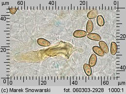 Stropharia caerulea (pierścieniak niebieskawy)