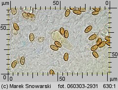 Stropharia caerulea (pierścieniak niebieskawy)