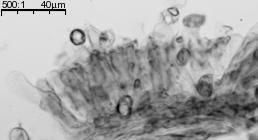 Hymenopellis radicata (pieniążkówka gładkotrzonowa)