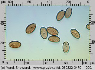 Leratiomyces squamosus (łysiczka łuskowata)