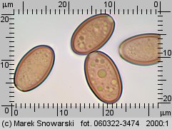 Leratiomyces squamosus (łysiczka łuskowata)