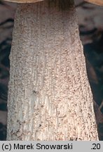 Leccinellum pseudoscabrum (koźlarek grabowy)