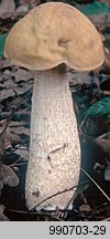 Leccinellum pseudoscabrum (koźlarek grabowy)