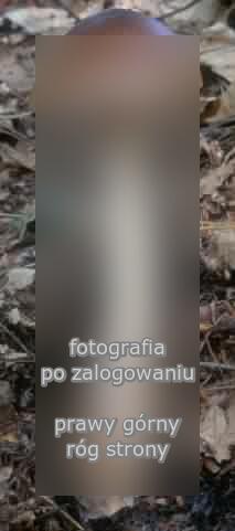 Amanita fulva (muchomor rdzawobrązowy)