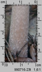 Amanita fulva (muchomor rdzawobrązowy)