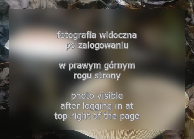 Pholiota lenta (łuskwiak śluzowaty)