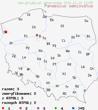 znaleziska Panaeolus semiovatus (kołpaczek blady) na terenie Polski