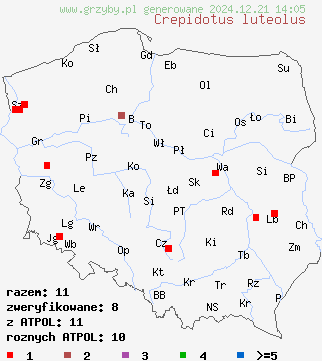 znaleziska Crepidotus luteolus (ciżmówka żółtawa) na terenie Polski