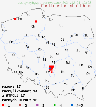 znaleziska Cortinarius pholideus (zasłonak łuseczkowaty) na terenie Polski