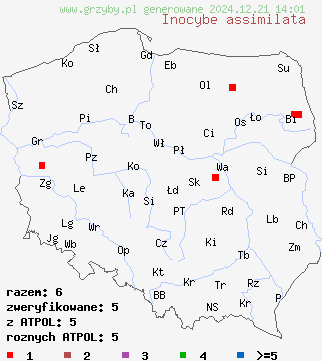 znaleziska Inocybe assimilata (strzępiak bury) na terenie Polski