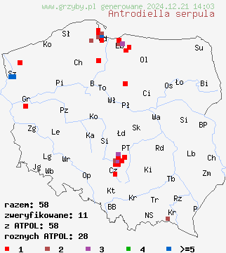 znaleziska Antrodiella serpula (jamkóweczka żółtawa) na terenie Polski