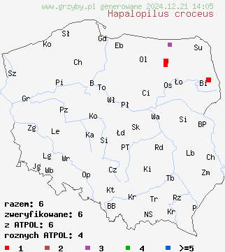 znaleziska Hapalopilus croceus (miękusz szafranowy) na terenie Polski