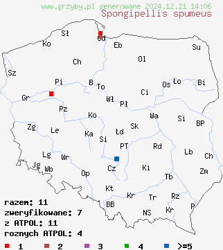 znaleziska Spongipellis spumeus (gąbczak piankowy) na terenie Polski