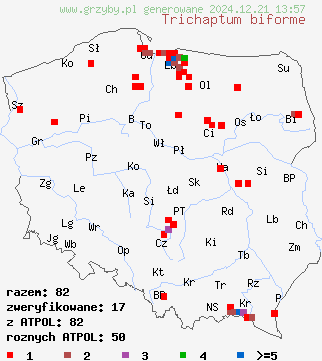 znaleziska Trichaptum biforme (niszczyk liściastodrzewny) na terenie Polski