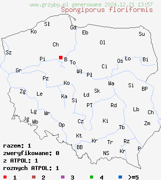 znaleziska Spongiporus floriformis (drobnoporek kwiatokształtny) na terenie Polski