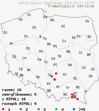 znaleziska Trametopsis cervina (wrośniak płowy) na terenie Polski