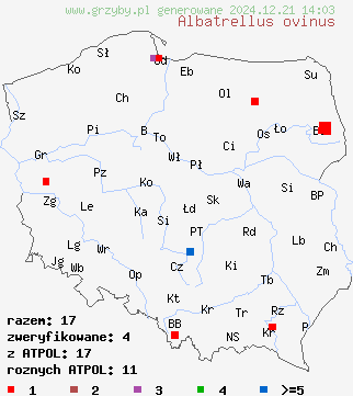 znaleziska Albatrellus ovinus (naziemek białawy) na terenie Polski