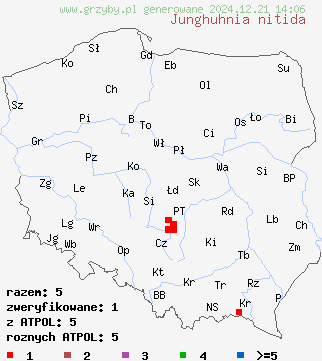 znaleziska Junghuhnia nitida (porokolczak lśniący) na terenie Polski