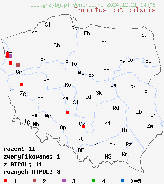 znaleziska Inonotus cuticularis (błyskoporek skórzasty) na terenie Polski