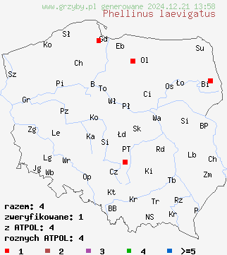 znaleziska Phellinus laevigatus (czyreń gładki) na terenie Polski