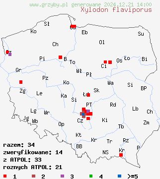 znaleziska Xylodon flaviporus (strzępkoząb żółtopory) na terenie Polski