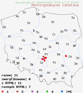 znaleziska Henningsomyces candidus (cylindrowiec białawy) na terenie Polski