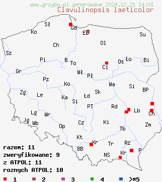 znaleziska Clavulinopsis laeticolor (goździeniowiec piękny) na terenie Polski