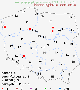 znaleziska Macrotyphula contorta (buławka rurkowata odmiana skręcona) na terenie Polski