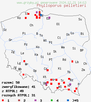 znaleziska Phylloporus pelletieri (poroblaszek żółtoczerwony) na terenie Polski