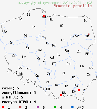 znaleziska Ramaria gracilis (koralówka wysmukła) na terenie Polski