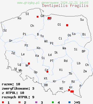 znaleziska Dentipellis fragilis (ząbczak kruchy) na terenie Polski