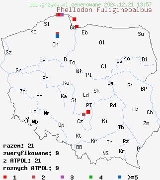 znaleziska Phellodon fuligineoalbus (kolcownica sosnowa) na terenie Polski
