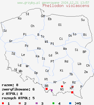 znaleziska Phellodon violascens (kolcownica świerkowa) na terenie Polski