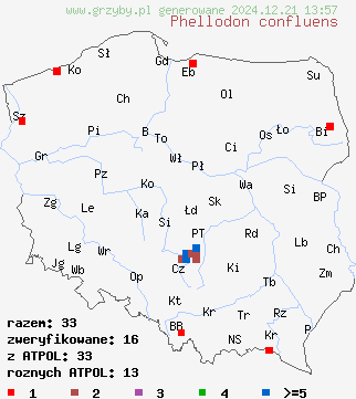 znaleziska Phellodon confluens (korkoząb pozrastany) na terenie Polski