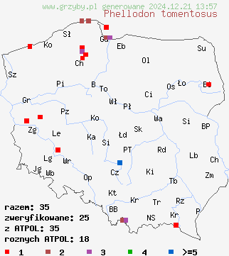 znaleziska Phellodon tomentosus (korkoząb kieliszkowaty) na terenie Polski