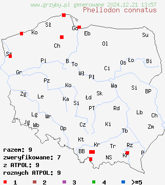 znaleziska Phellodon connatus (korkoząb ciemny) na terenie Polski