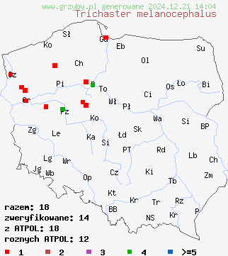 znaleziska Trichaster melanocephalus (włosogwiazd czarnogłowy) na terenie Polski