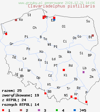 znaleziska Clavariadelphus pistillaris (buławka pałeczkowata) na terenie Polski