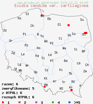 znaleziska Exidia candida var. cartilaginea (kisielnica dwubarwna) na terenie Polski