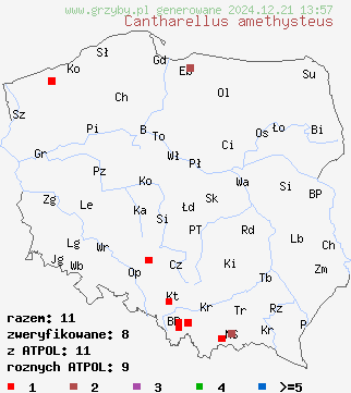 znaleziska Cantharellus amethysteus (pieprznik ametystowy) na terenie Polski